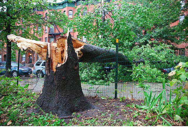Snapped tree in Brooklyn